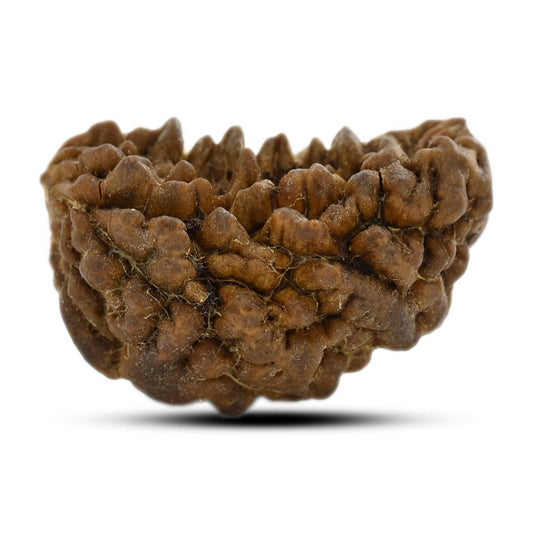 1 mukhi kaju shape Indian Rudraksha 29.04 M.M.
