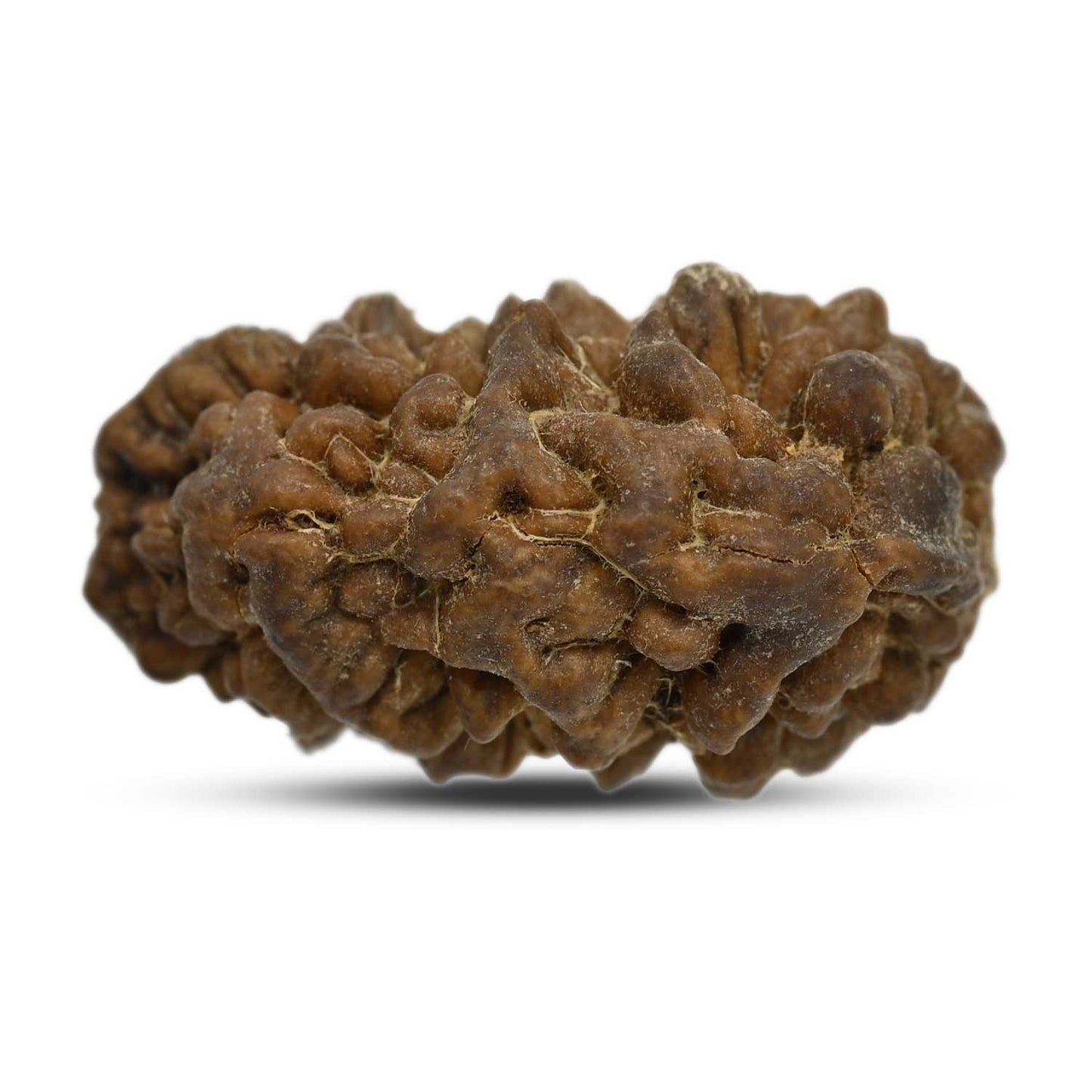 1 mukhi kaju shape Indian Rudraksha 29.04 M.M.