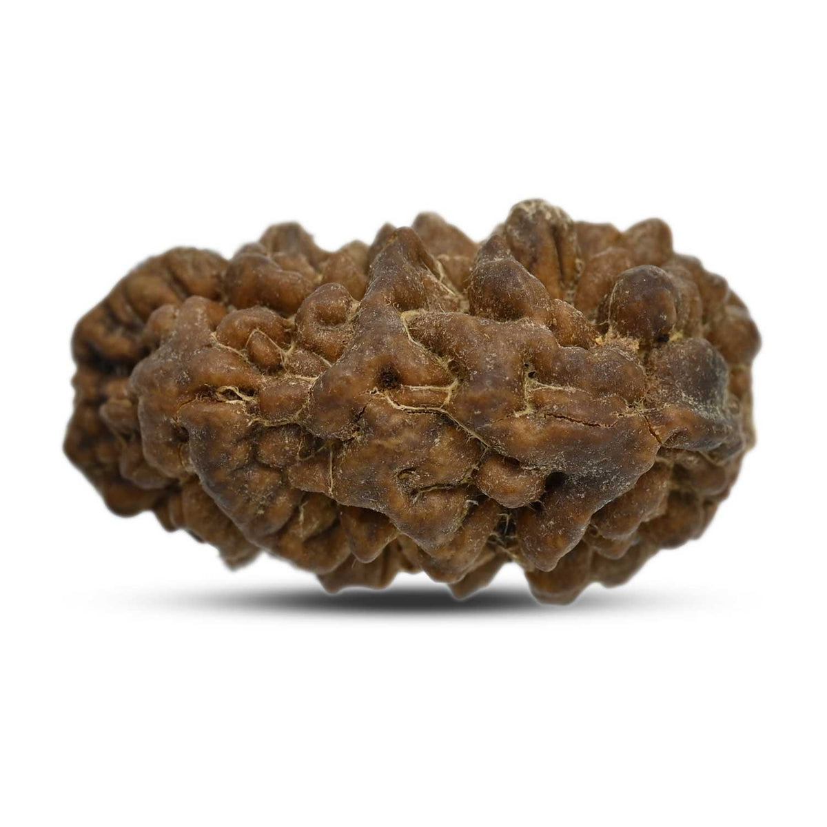1 mukhi kaju shape Indian Rudraksha 29.04 M.M.