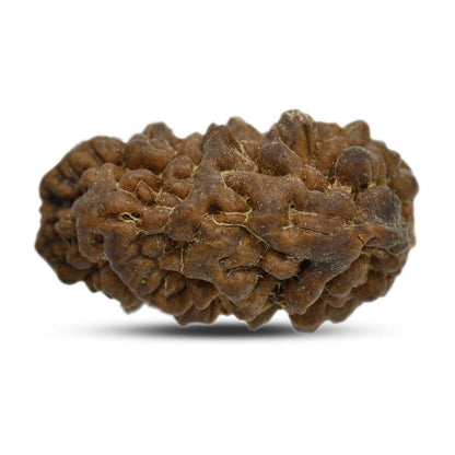 1 mukhi kaju shape Indian Rudraksha 29.04 M.M.