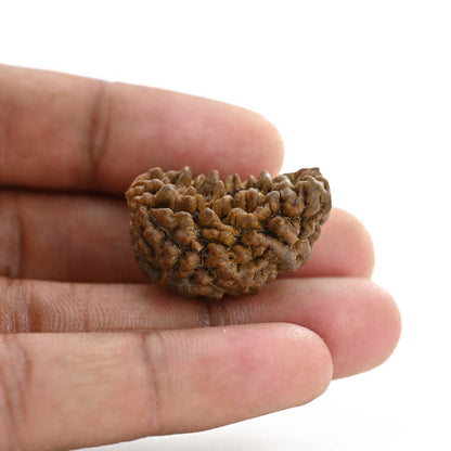 1 mukhi kaju shape Indian Rudraksha 29.04 M.M.