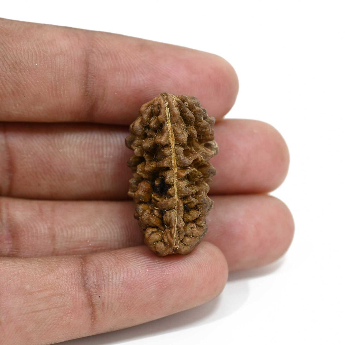 1 mukhi kaju shape Indian Rudraksha 29.04 M.M.
