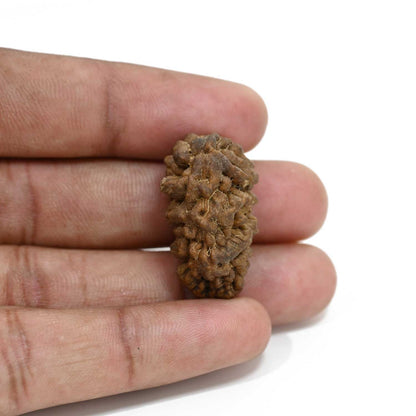 1 mukhi kaju shape Indian Rudraksha 29.04 M.M.