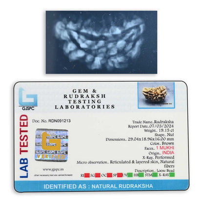 1 mukhi kaju shape Indian Rudraksha 29.04 M.M.