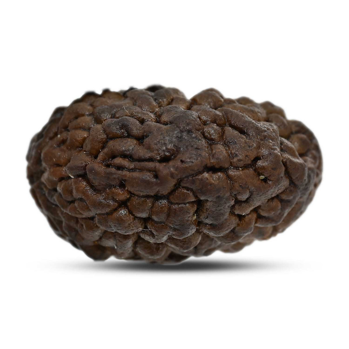 1 mukhi kaju shape Indian Rudraksha 26.03 M.M.