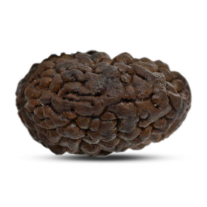 1 mukhi kaju shape Indian Rudraksha 26.03 M.M.