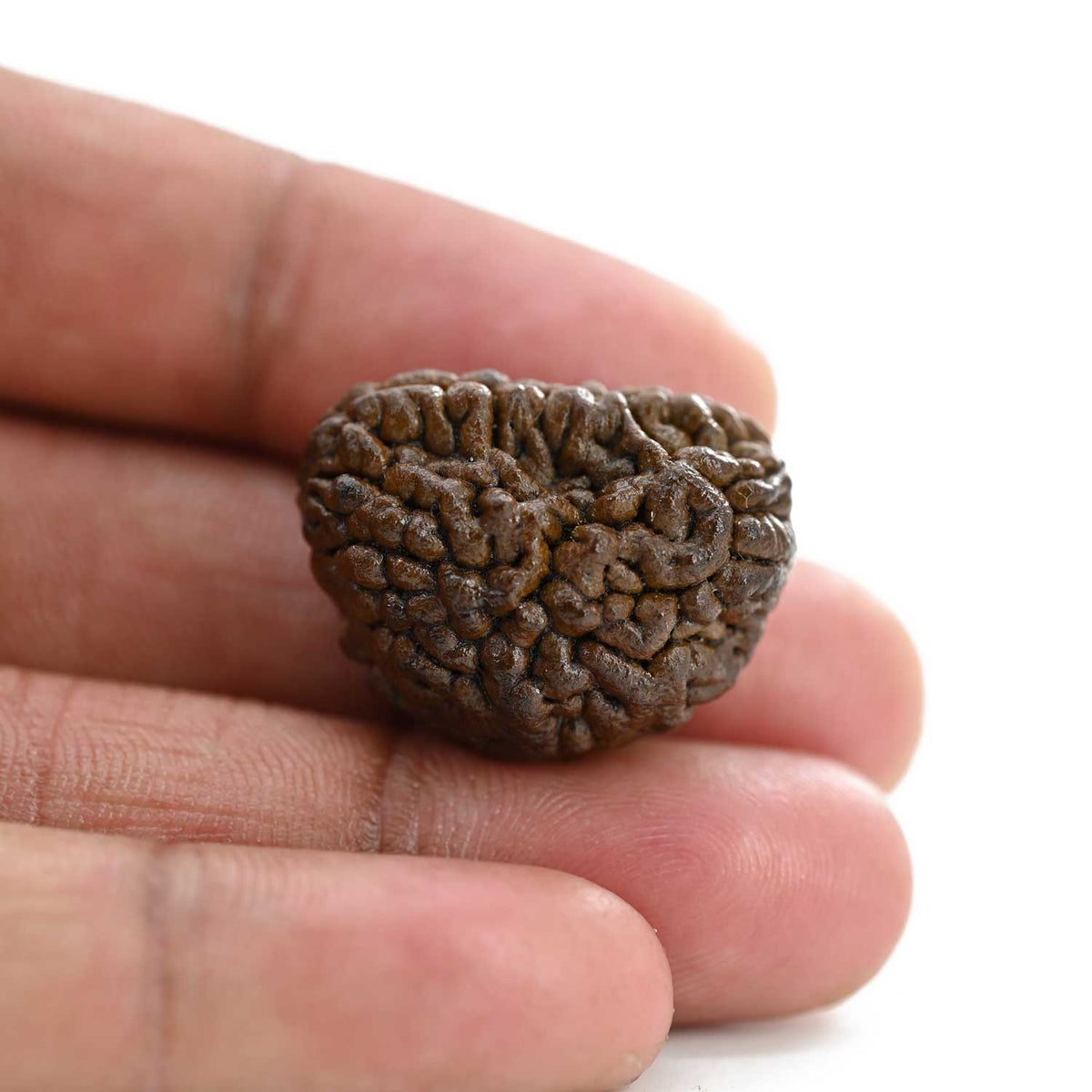 1 mukhi kaju shape Indian Rudraksha 26.03 M.M.