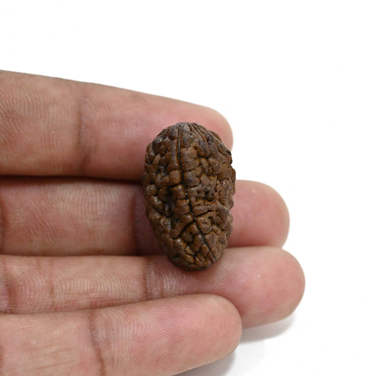 1 mukhi kaju shape Indian Rudraksha 26.03 M.M.