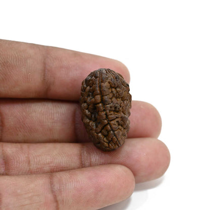 1 mukhi kaju shape Indian Rudraksha 26.03 M.M.