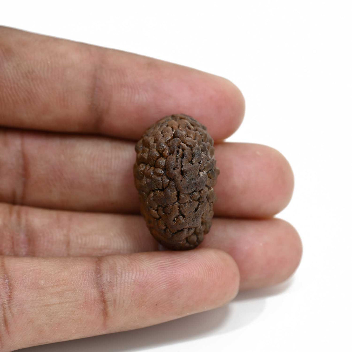 1 mukhi kaju shape Indian Rudraksha 26.03 M.M.