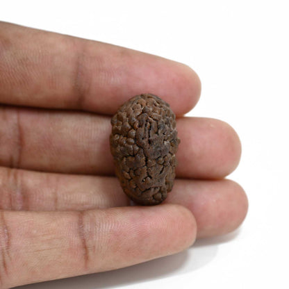 1 mukhi kaju shape Indian Rudraksha 26.03 M.M.