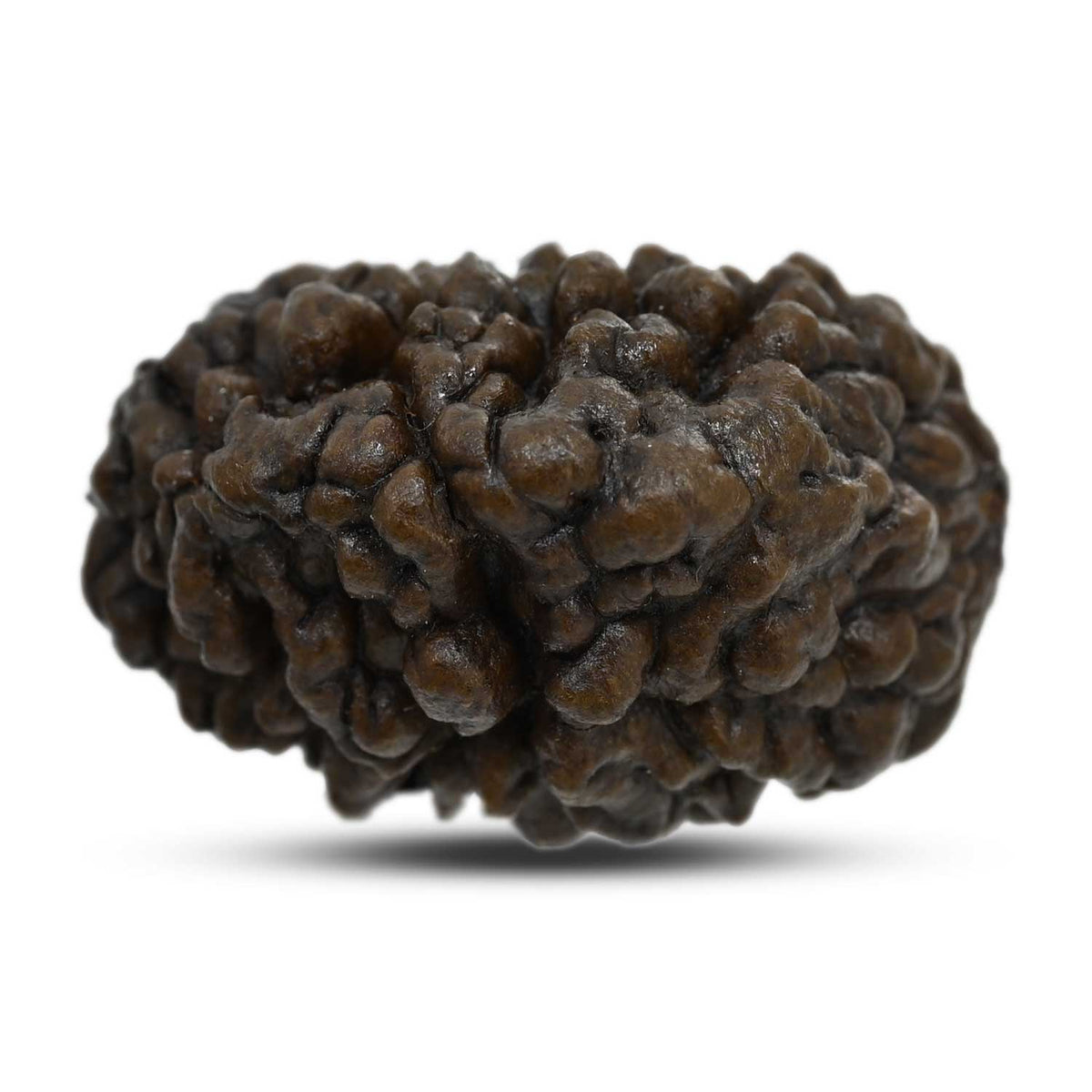 1 mukhi kaju shape Indian Rudraksha 27.62 M.M.