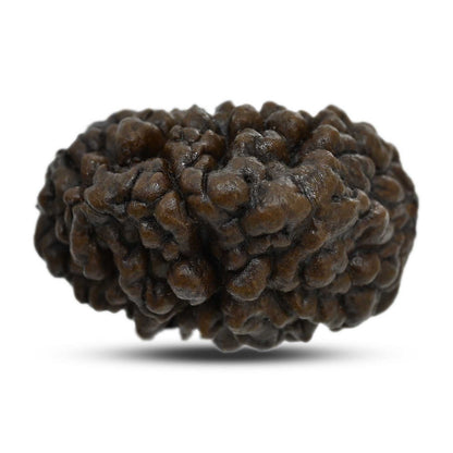 1 mukhi kaju shape Indian Rudraksha 27.62 M.M.