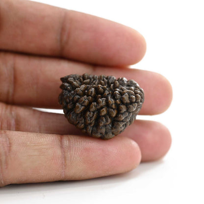 1 mukhi kaju shape Indian Rudraksha 27.62 M.M.