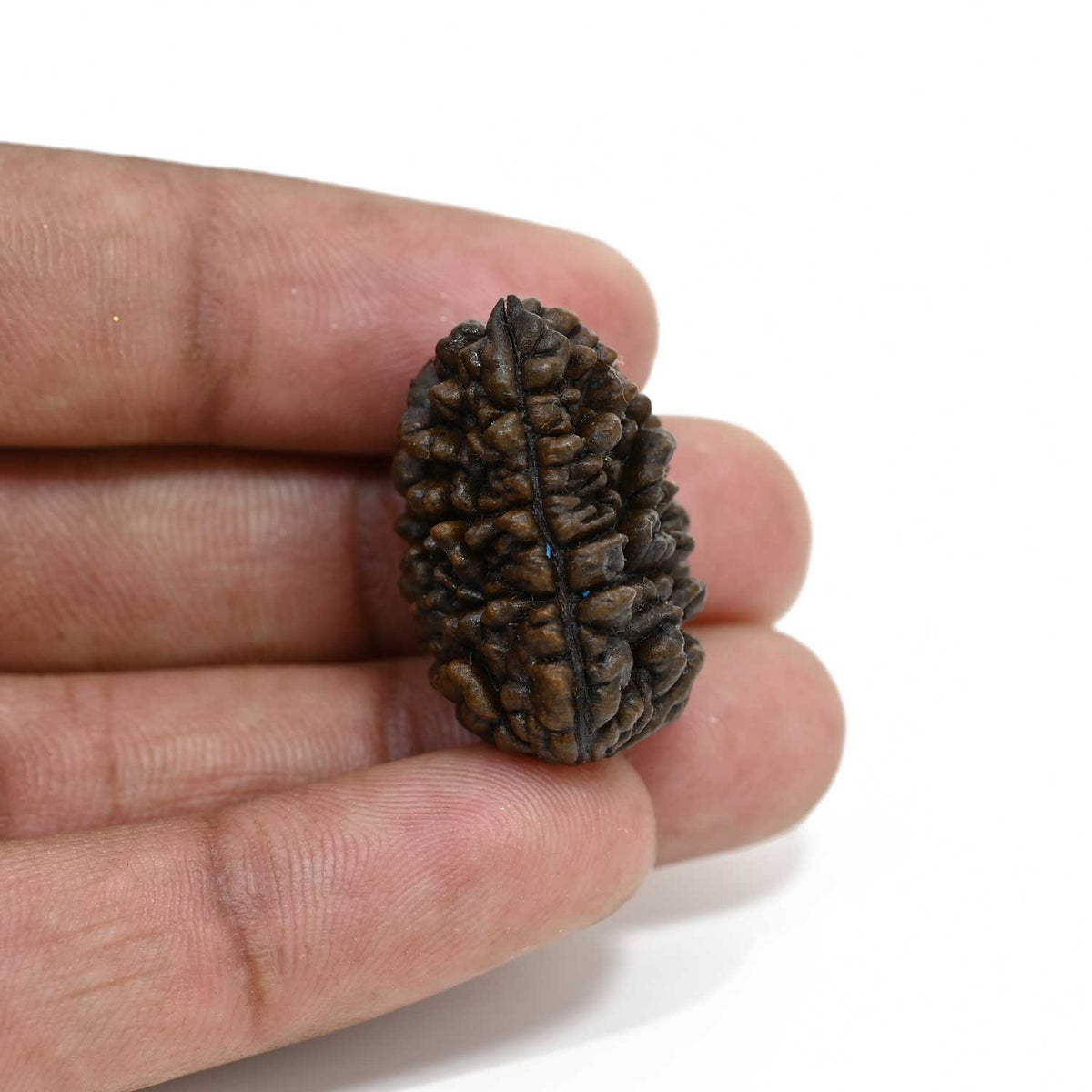 1 mukhi kaju shape Indian Rudraksha 27.62 M.M.