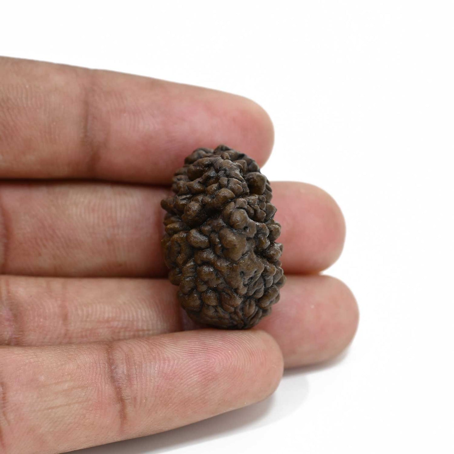 1 mukhi kaju shape Indian Rudraksha 27.62 M.M.