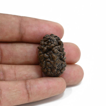 1 mukhi kaju shape Indian Rudraksha 27.62 M.M.