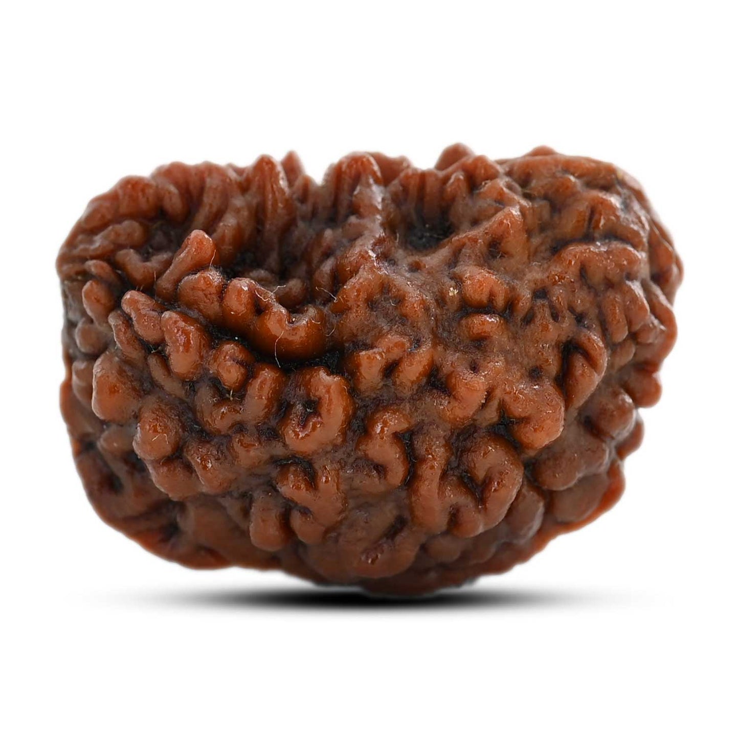 1 mukhi kaju shape Indian Rudraksha 31.24 M.M.