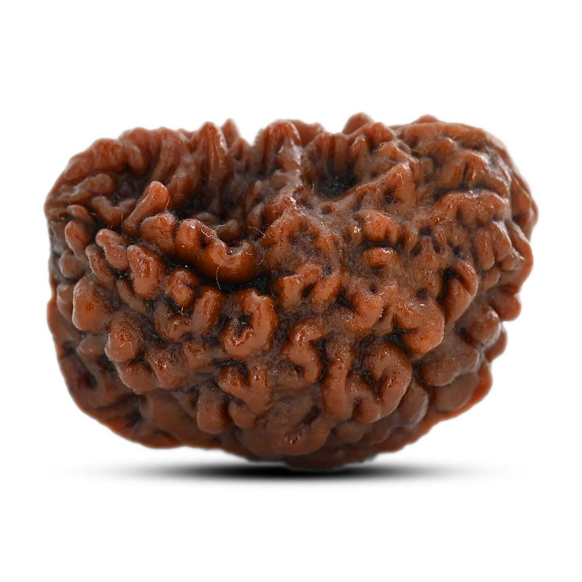 1 mukhi kaju shape Indian Rudraksha 31.24 M.M.