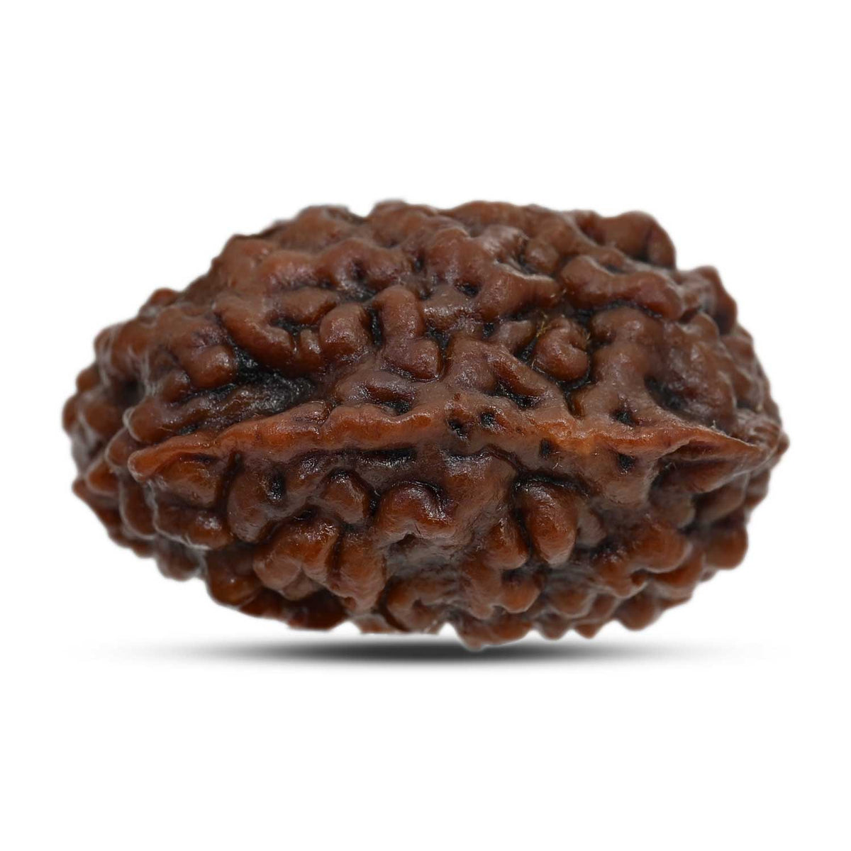 1 mukhi kaju shape Indian Rudraksha 31.24 M.M.