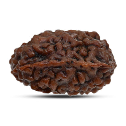 1 mukhi kaju shape Indian Rudraksha 31.24 M.M.