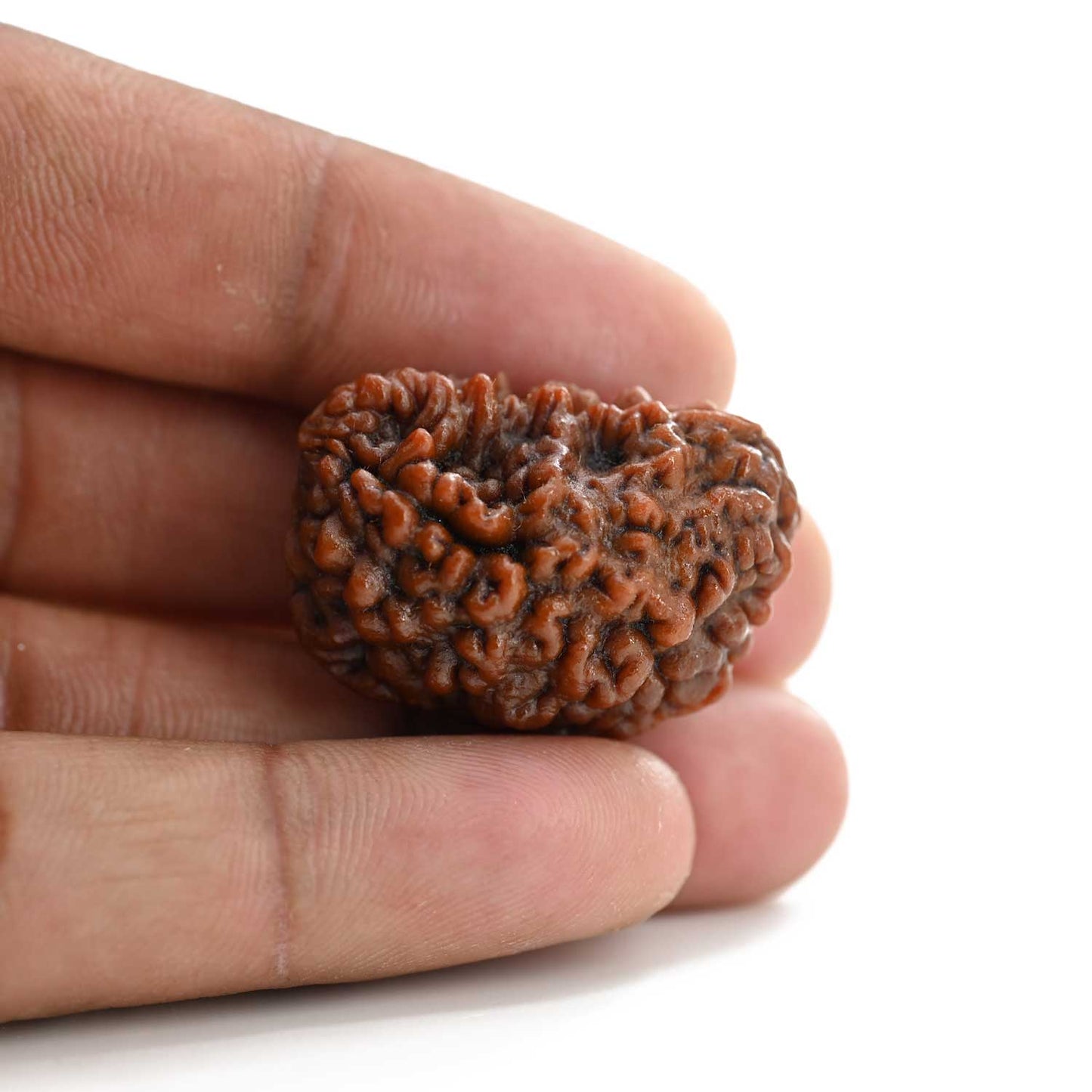 1 mukhi kaju shape Indian Rudraksha 31.24 M.M.