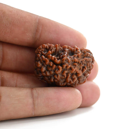 1 mukhi kaju shape Indian Rudraksha 31.24 M.M.