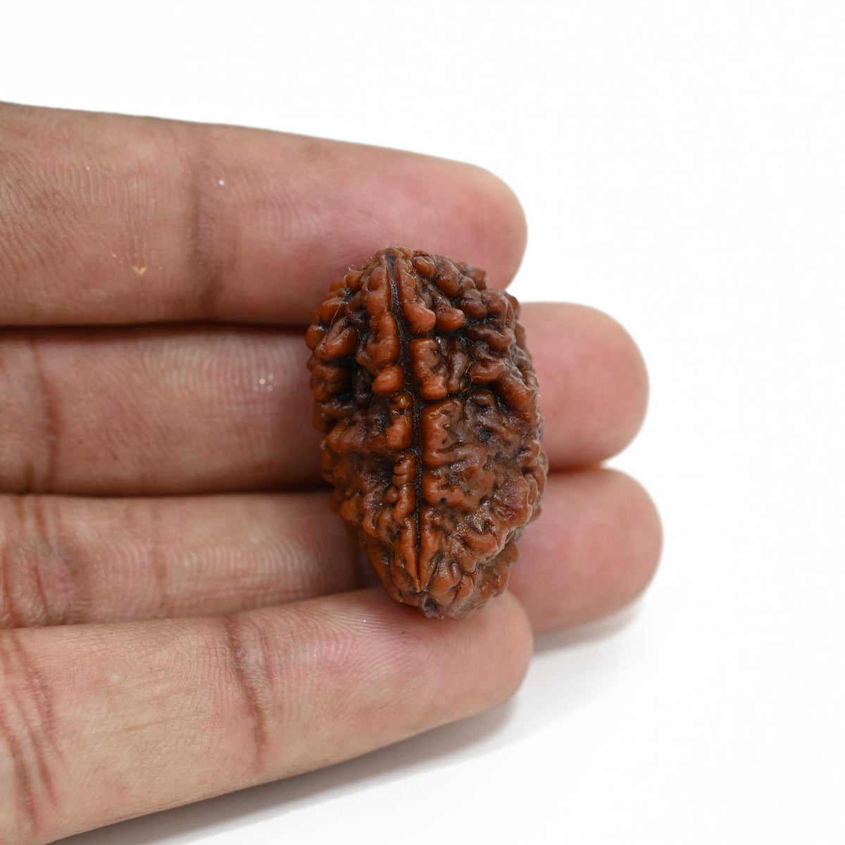 1 mukhi kaju shape Indian Rudraksha 31.24 M.M.