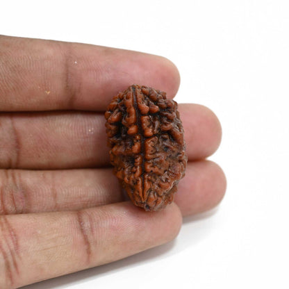 1 mukhi kaju shape Indian Rudraksha 31.24 M.M.