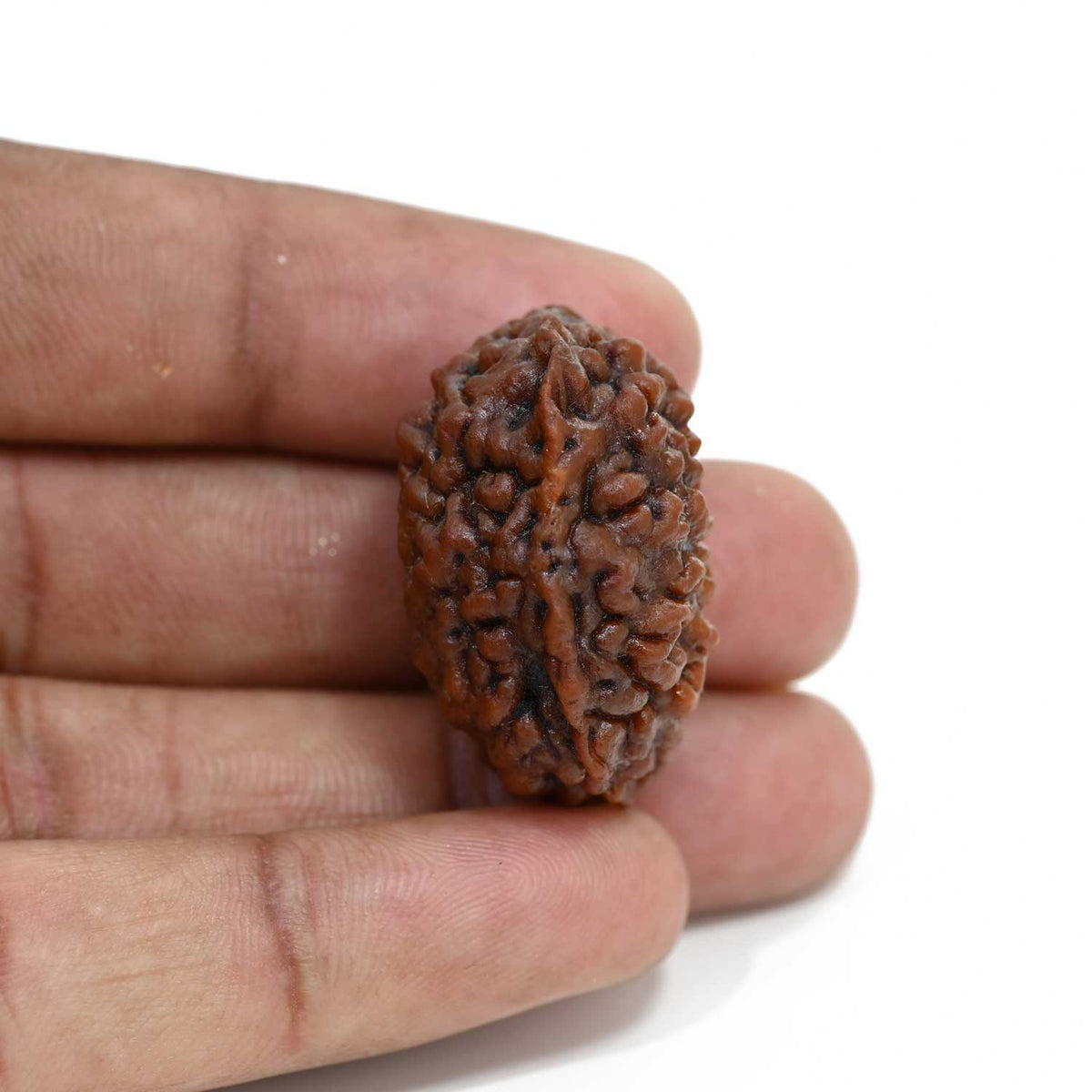 1 mukhi kaju shape Indian Rudraksha 31.24 M.M.