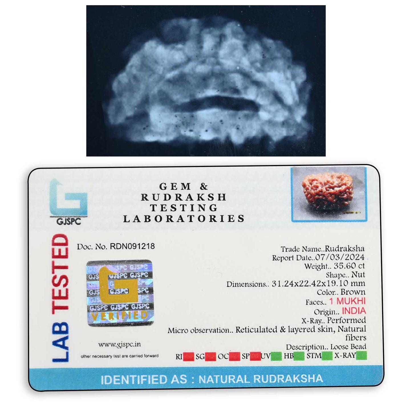 1 mukhi kaju shape Indian Rudraksha 31.24 M.M.