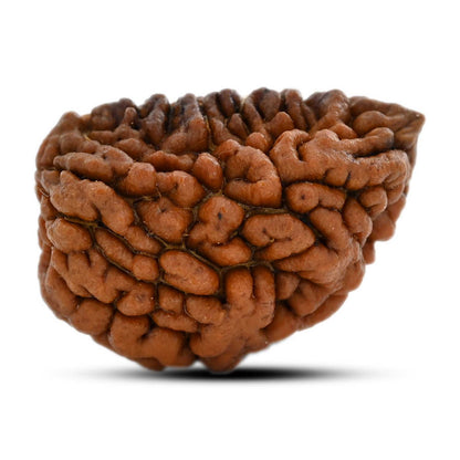 1 mukhi kaju shape Indian Rudraksha 31.28 M.M.