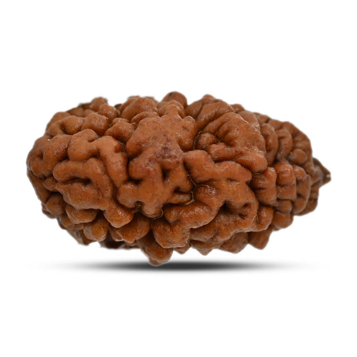 1 mukhi kaju shape Indian Rudraksha 31.28 M.M.