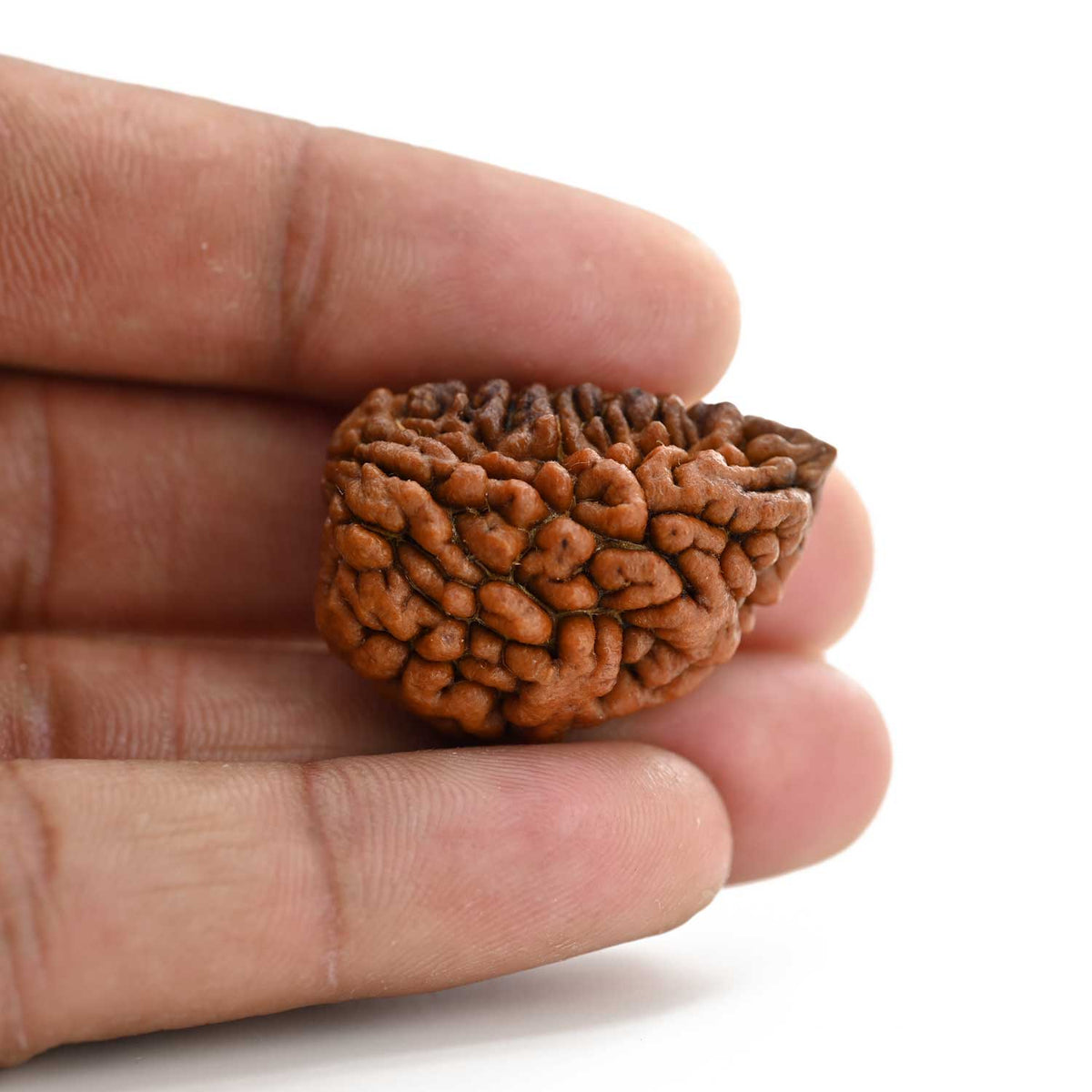 1 mukhi kaju shape Indian Rudraksha 31.28 M.M.