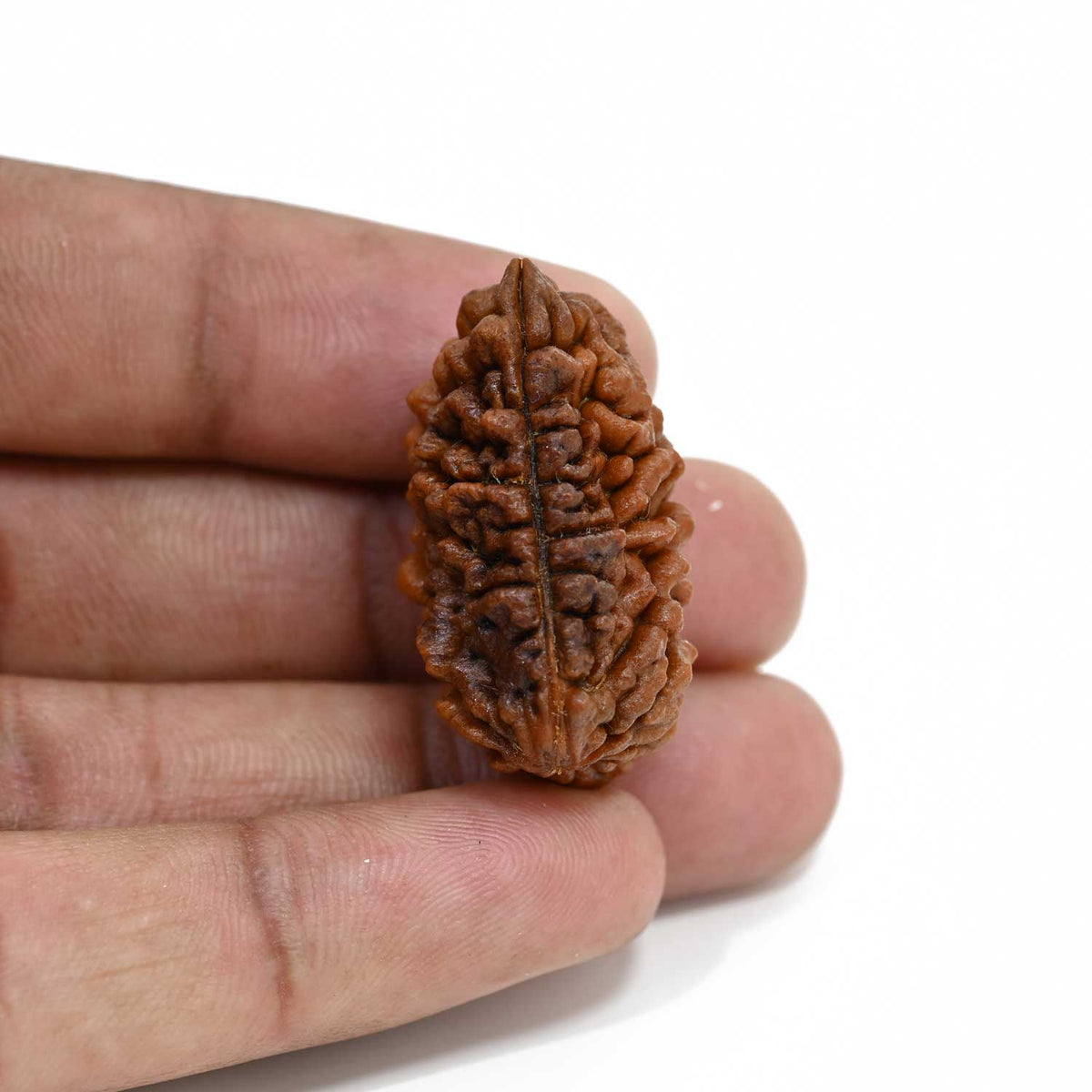 1 mukhi kaju shape Indian Rudraksha 31.28 M.M.