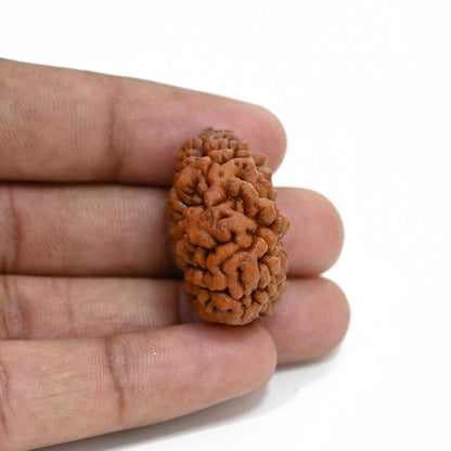 1 mukhi kaju shape Indian Rudraksha 31.28 M.M.