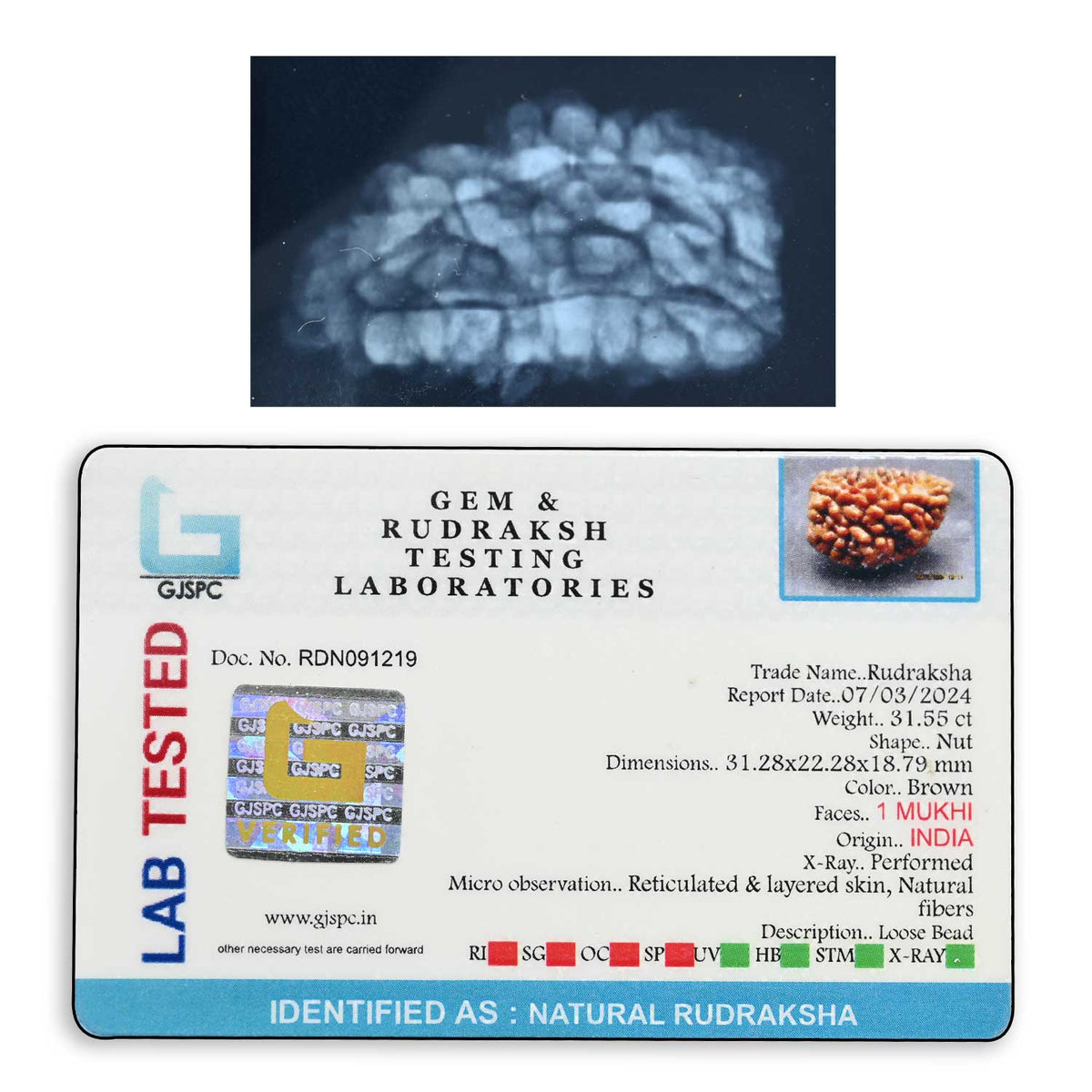 1 mukhi kaju shape Indian Rudraksha 31.28 M.M.