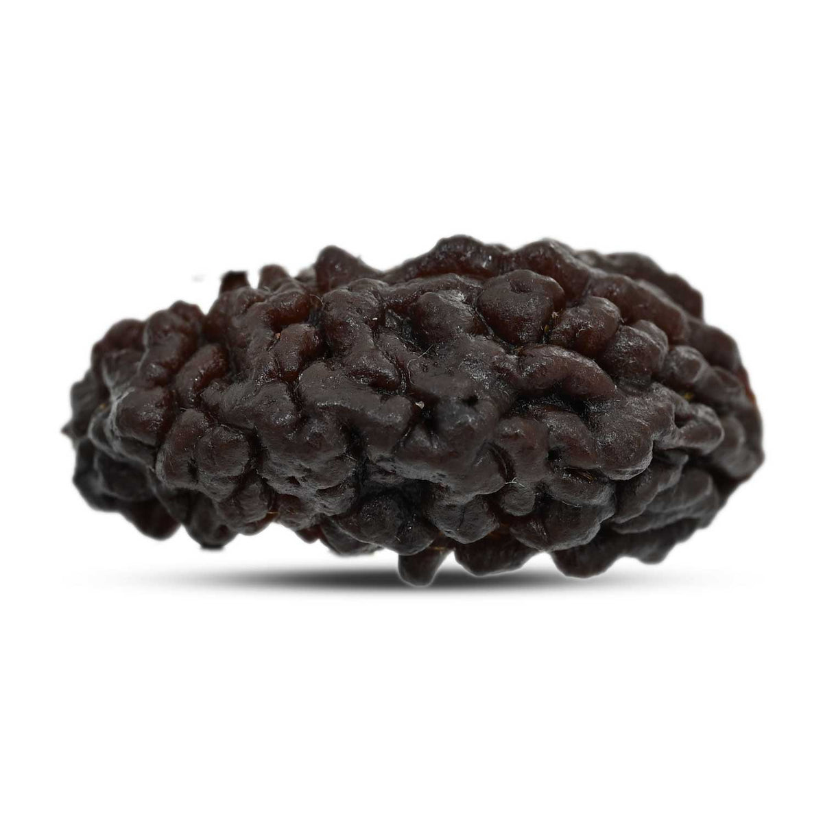 1 mukhi kaju shape Indian Rudraksha 32.58 M.M.