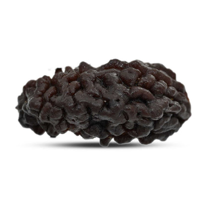 1 mukhi kaju shape Indian Rudraksha 32.58 M.M.
