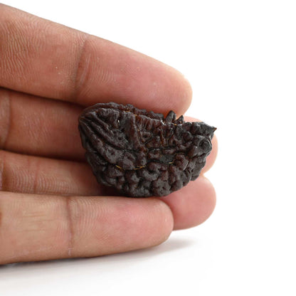 1 mukhi kaju shape Indian Rudraksha 32.58 M.M.