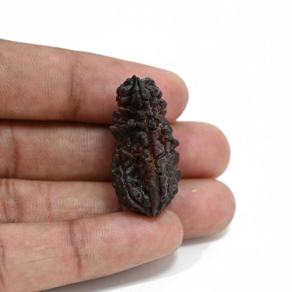 1 mukhi kaju shape Indian Rudraksha 32.58 M.M.