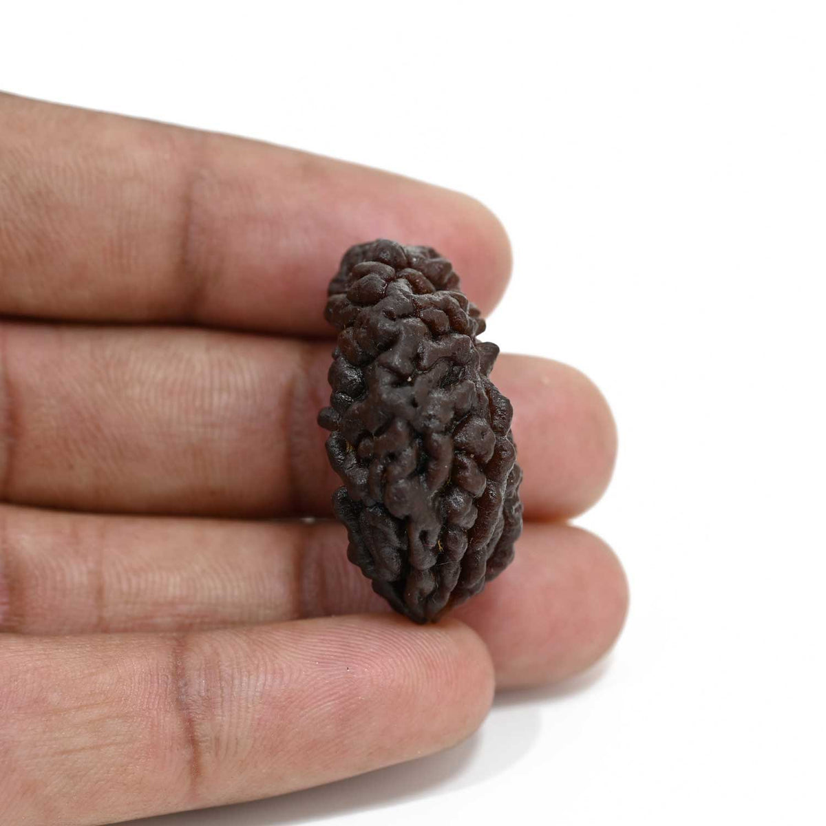 1 mukhi kaju shape Indian Rudraksha 32.58 M.M.