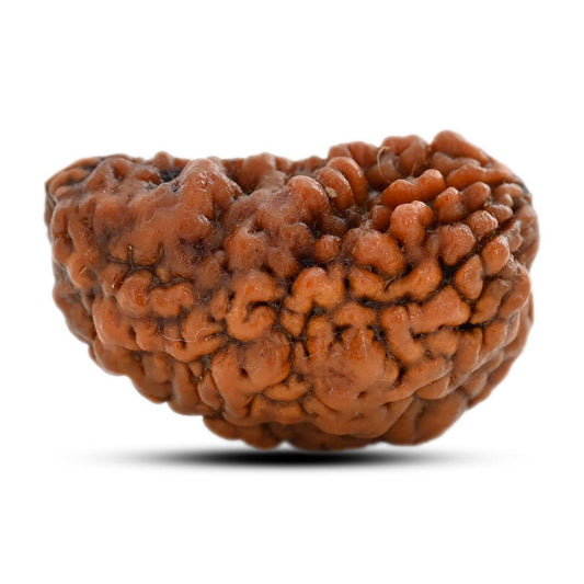 1 mukhi kaju shape Indian Rudraksha 29.95 M.M.