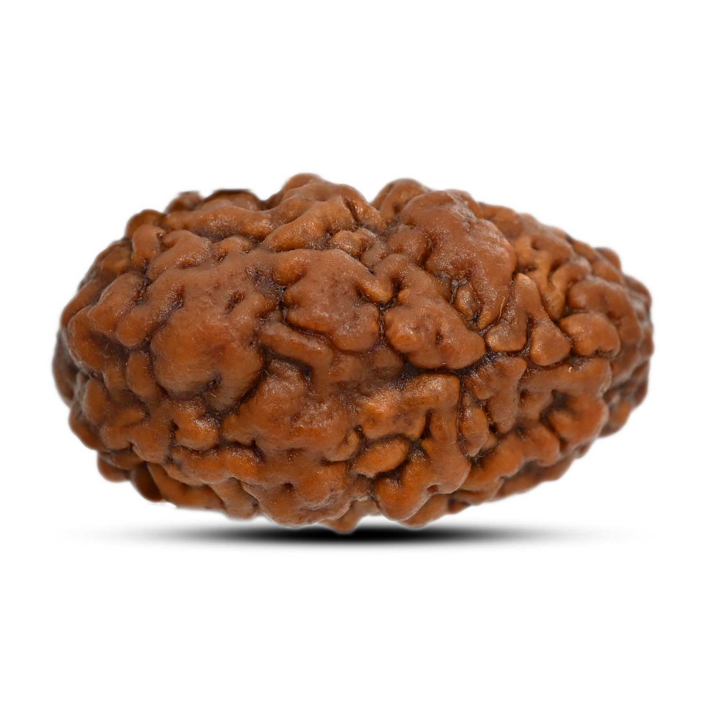 1 mukhi kaju shape Indian Rudraksha 29.95 M.M.