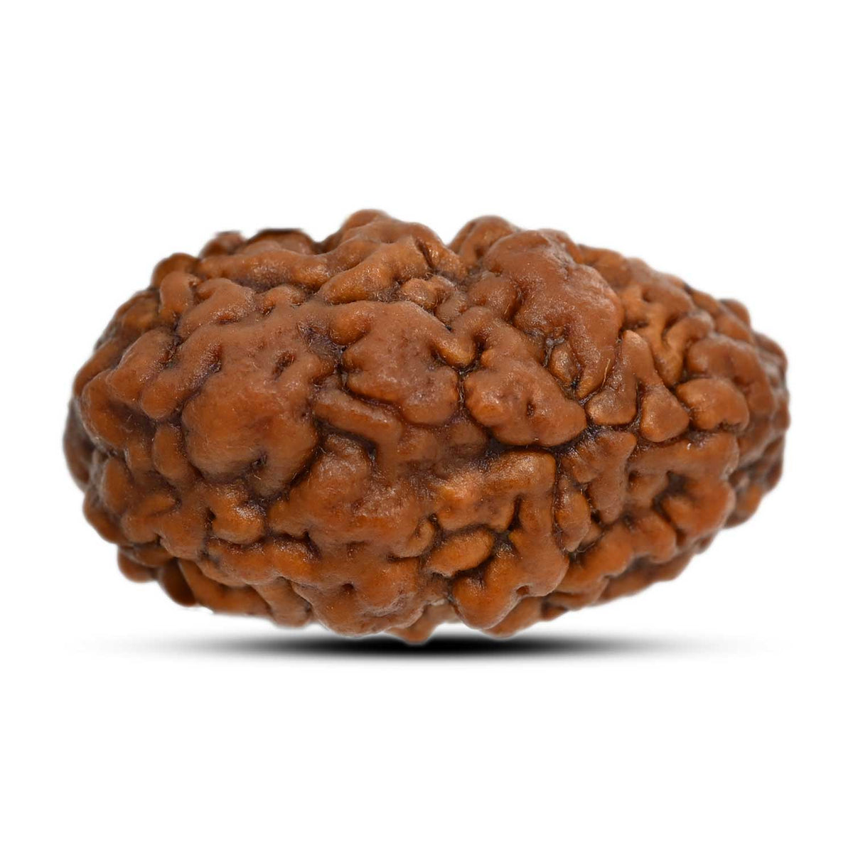 1 mukhi kaju shape Indian Rudraksha 29.95 M.M.