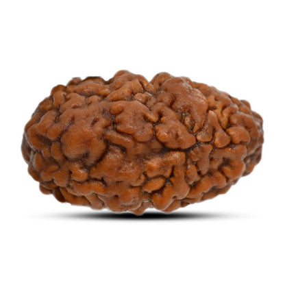 1 mukhi kaju shape Indian Rudraksha 29.95 M.M.