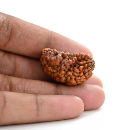 1 mukhi kaju shape Indian Rudraksha 29.95 M.M.