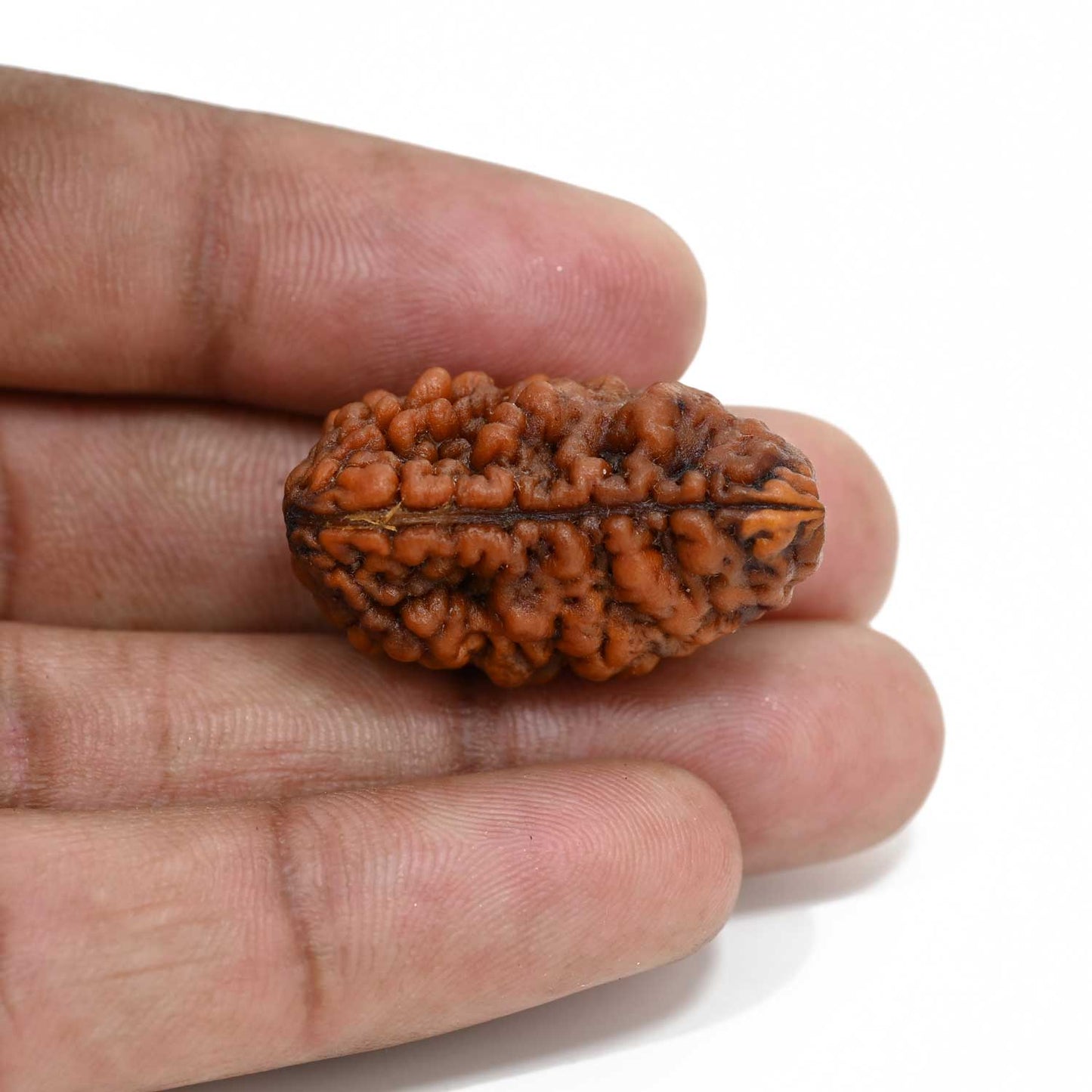 1 mukhi kaju shape Indian Rudraksha 29.95 M.M.