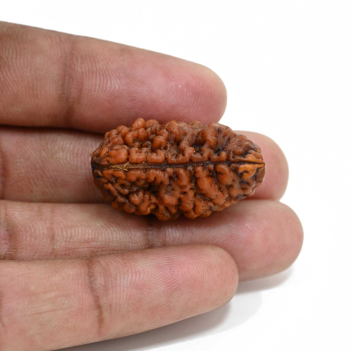 1 mukhi kaju shape Indian Rudraksha 29.95 M.M.