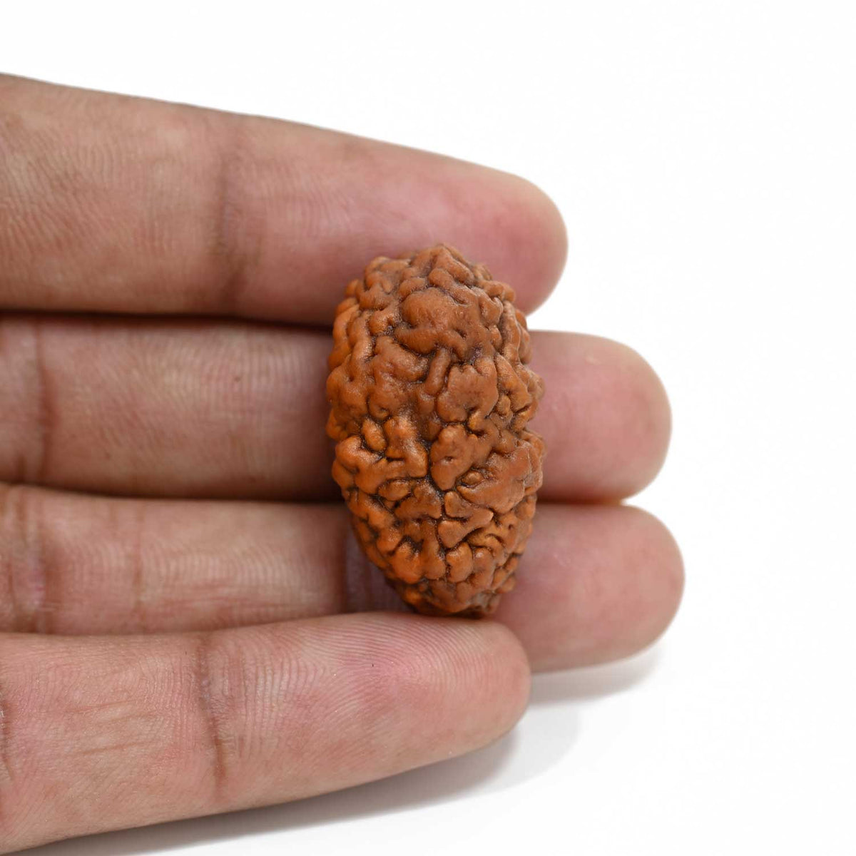 1 mukhi kaju shape Indian Rudraksha 29.95 M.M.